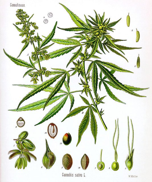 800px-Cannabis_sativa_Koehler_drawing-534x640.jpg
