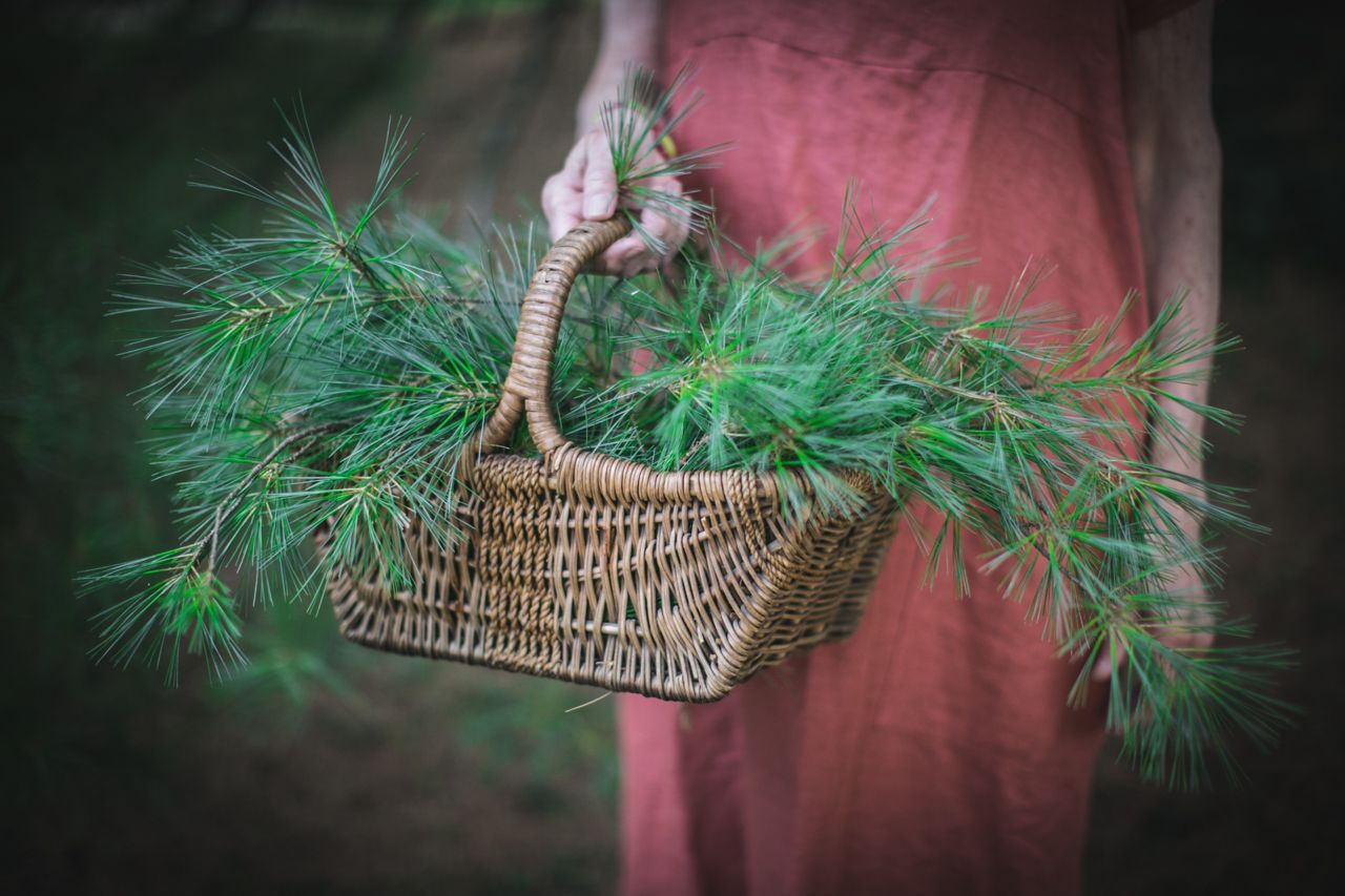 Freshly harvested pine needles in a basket