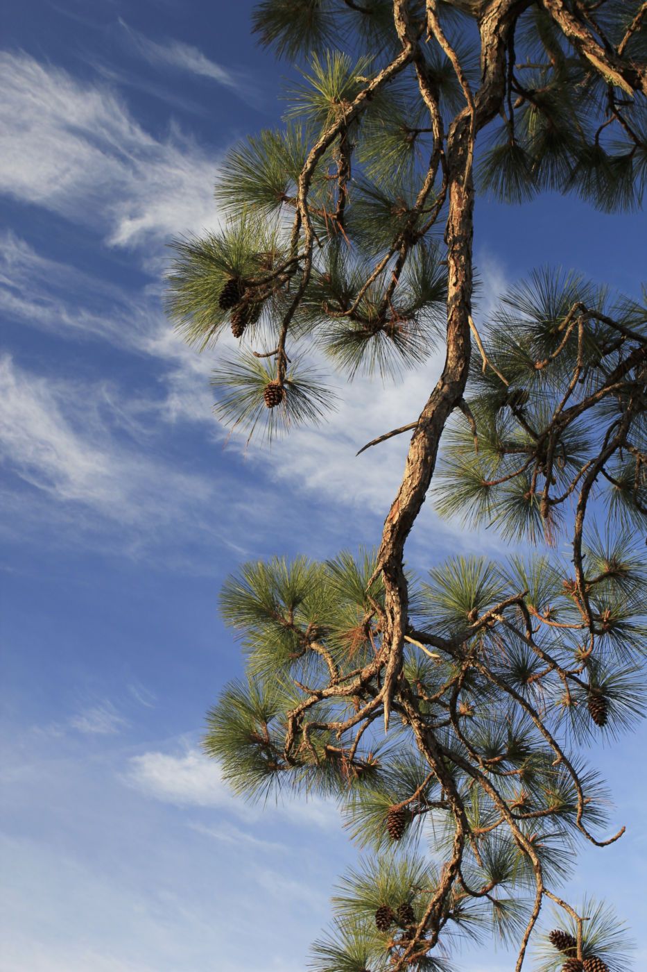 Longleaf pine (Pinus palustris)