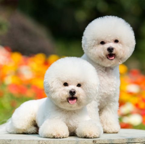 small-dog-breeds-bichon-frise-1583341809.jpg