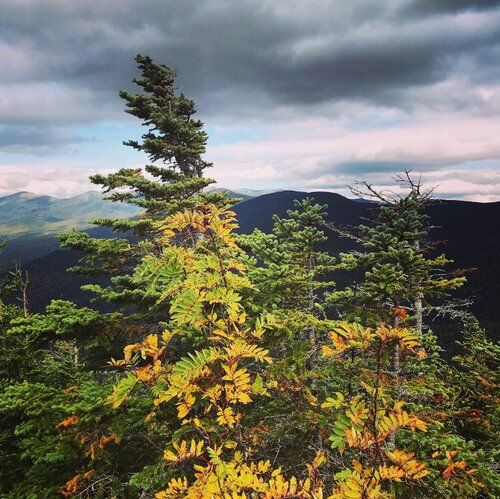 Balsam Fir  (Abies balsamea)  in the White Mountains of New Hampshire