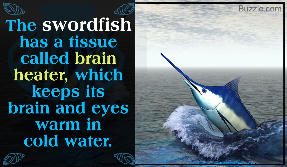 1200-606554-facts-about-swordfish.jpg