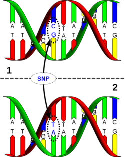 250px-SNP_diagram.png