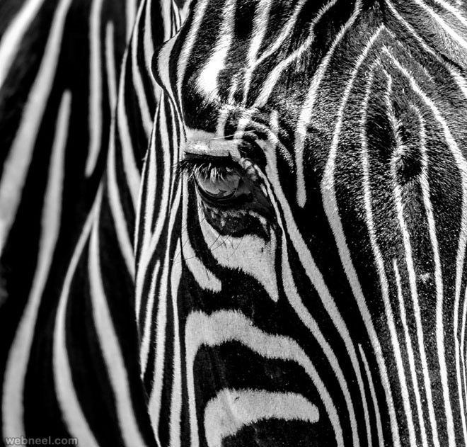 4-zebra-julian-john-black-and-white-photography.jpg