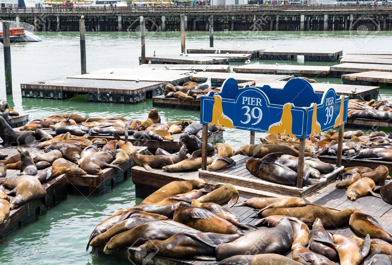 70411387-crowds-of-seals-and-sea-lions-at-pier-in-san-francisco.jpg