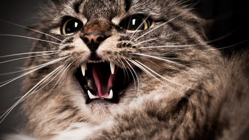 aggression-in-cats-800x450.webp