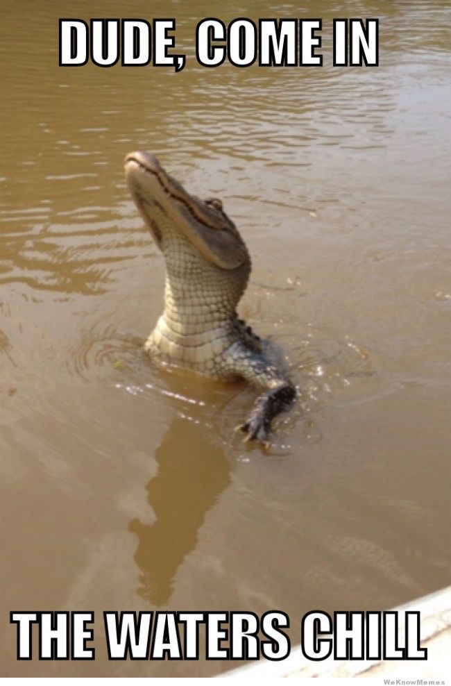 alligator-bro-dude-come-in-the-waters-chill.jpg