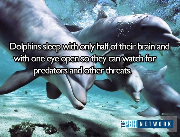 amazing-facts-ocean-animals-dolphins-sleep.jpg