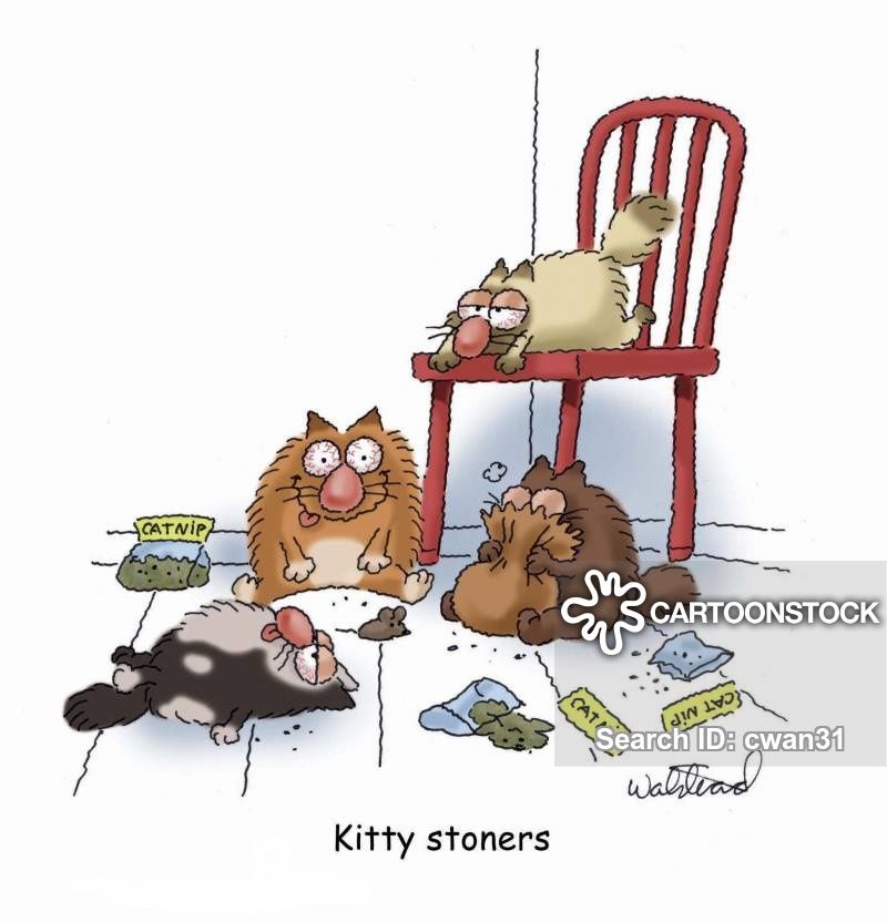 animals-cat_nip-stoned-doing_drugs-drug_addicts-doing_drugs-cwan31_low.jpg