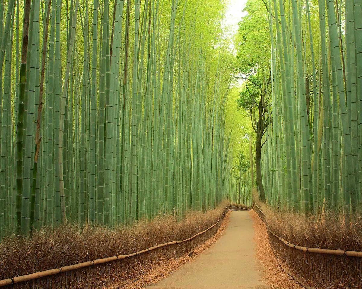 bamboo-forest.jpg