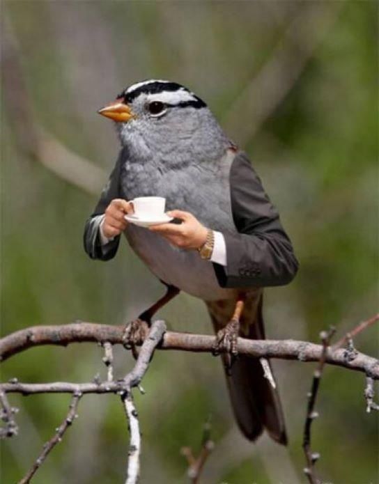 Bird-Drinking-Tea-Funny-Animated-Picture.jpg