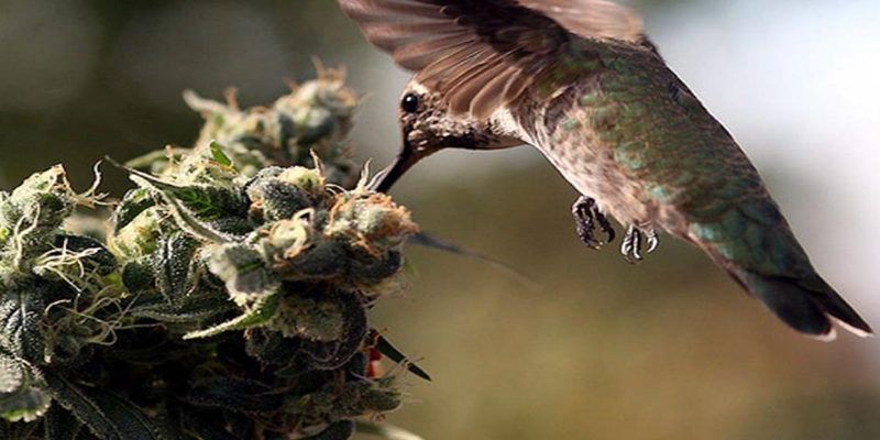 birds-on-marijuana-plants-35648-w800.jpg