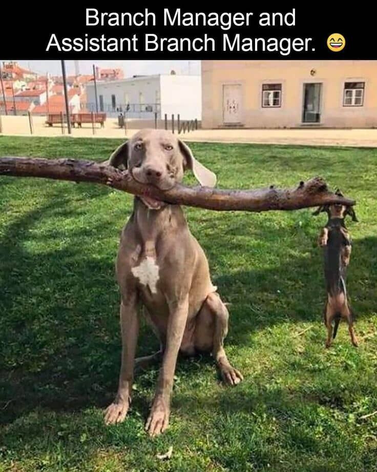 branchmanager.jpg