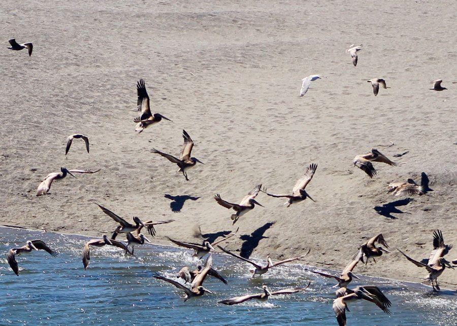 Brown-Pelicans-coming-in-for-a-landing-in-the-Gualala-River-by-Steve-Coffey-Smith.jpg