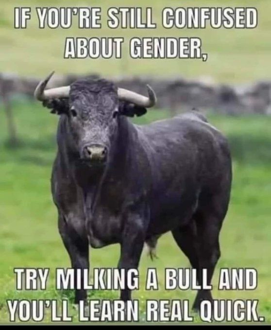 Bull.jpg