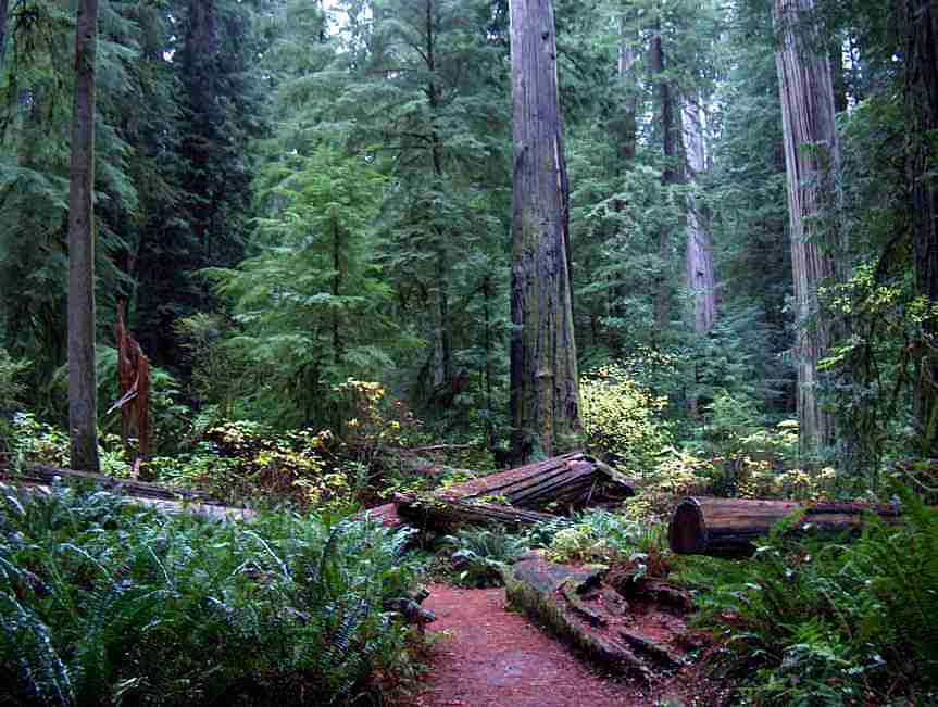 California_Coastal_Redwood_forest_4-1.jpg