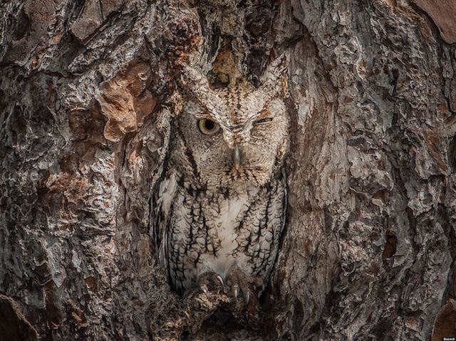 Camouflaged-Owls-Within-Trees-12.jpg