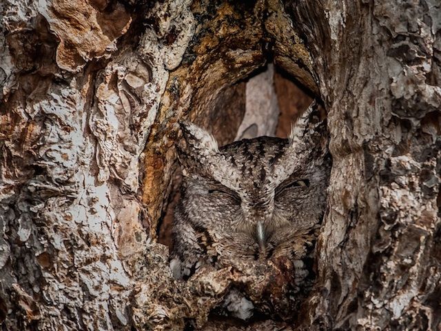 Camouflaged-Owls-Within-Trees-8.jpg