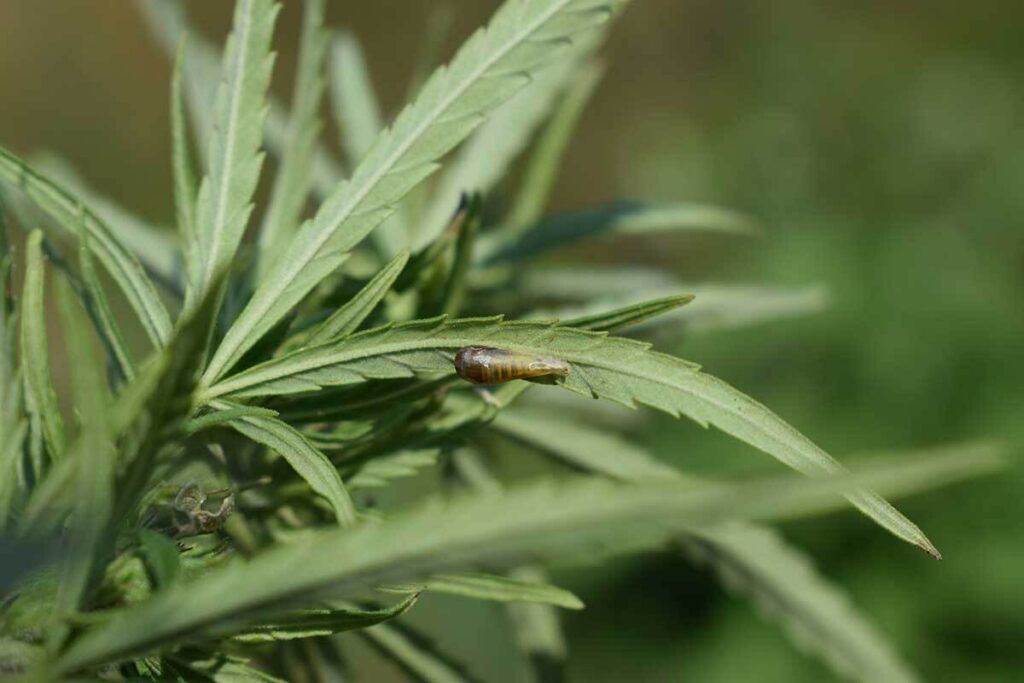 Cannabis-Pest-Slug-1024x683.jpg
