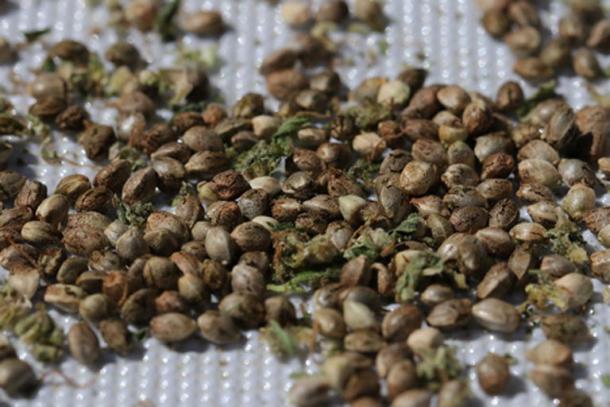 cannabis-seeds.jpg