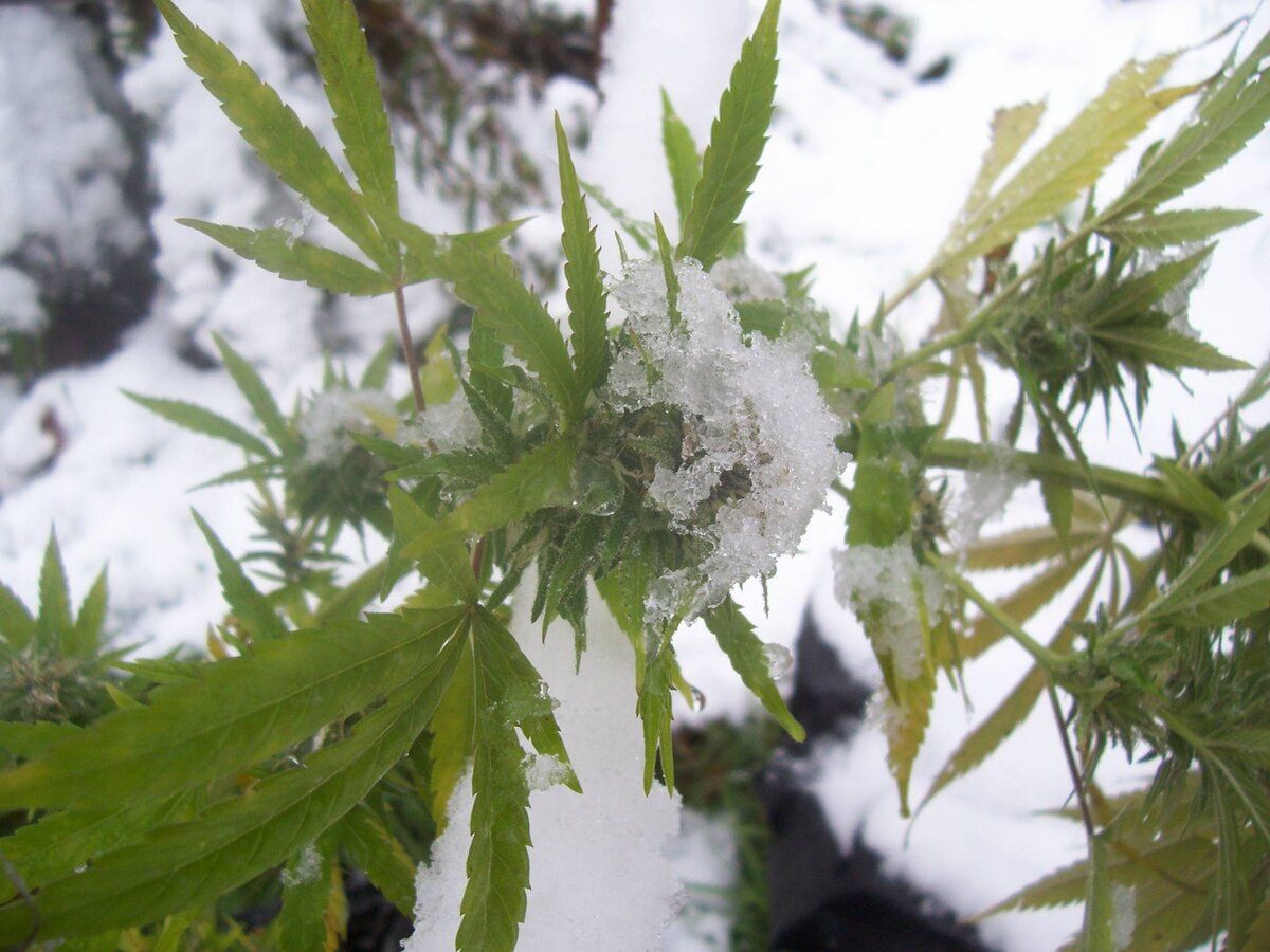 cannabis-winter.jpg