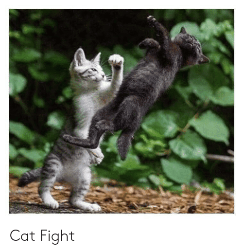 cat-fight-43167067.png
