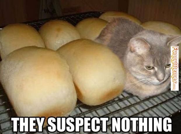cat-loaf.jpg