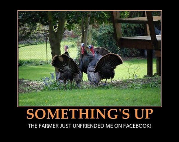ce723cafd985fbaec5baf8ff75617be4--funny-thanksgiving-meme-thanksgiving-turkey.jpg