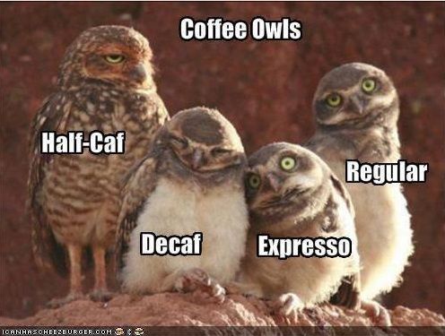 Coffee-Owls-Meme.jpg