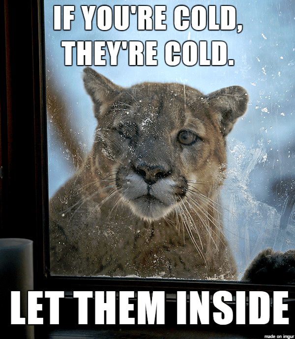 cold-pets.png