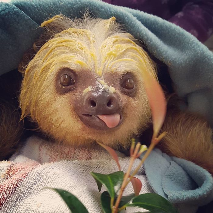 cute-sloths-57ee6a85754a3__700.jpg