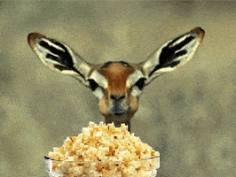 Deer Chewing Popcorn.gif
