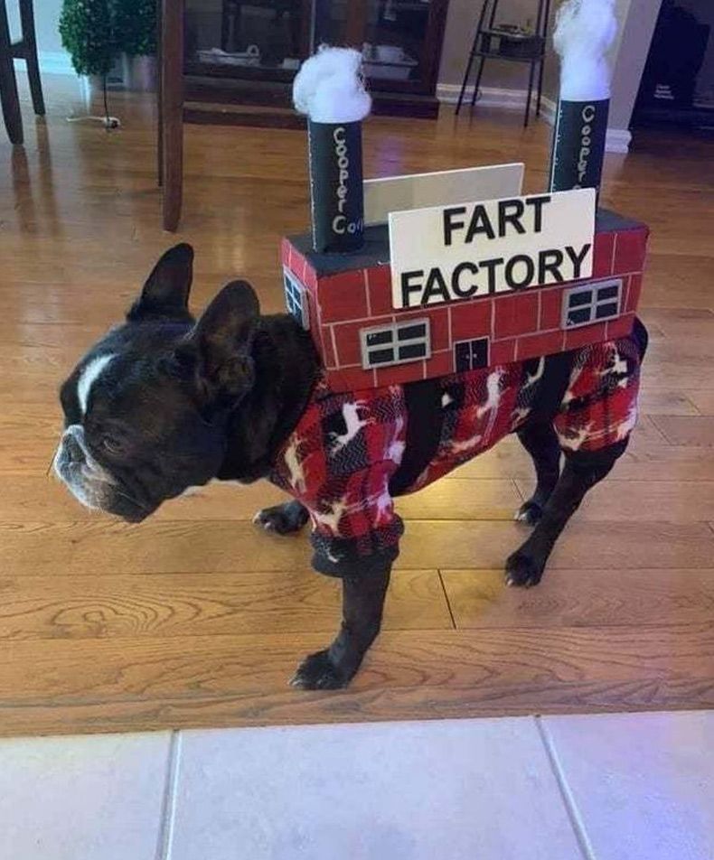 dog-costume-fart-factory.jpg