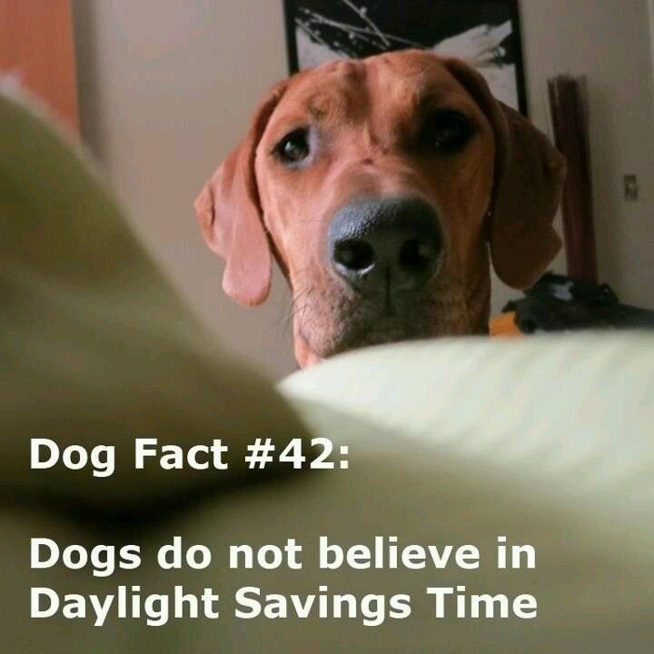 dog-dog-fact-42-dogs-do-not-believe-daylight-savings-time.jpeg