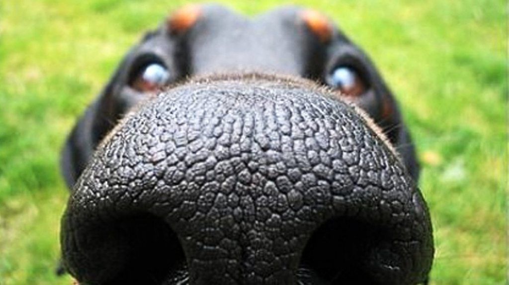 Dog-Nose.jpg