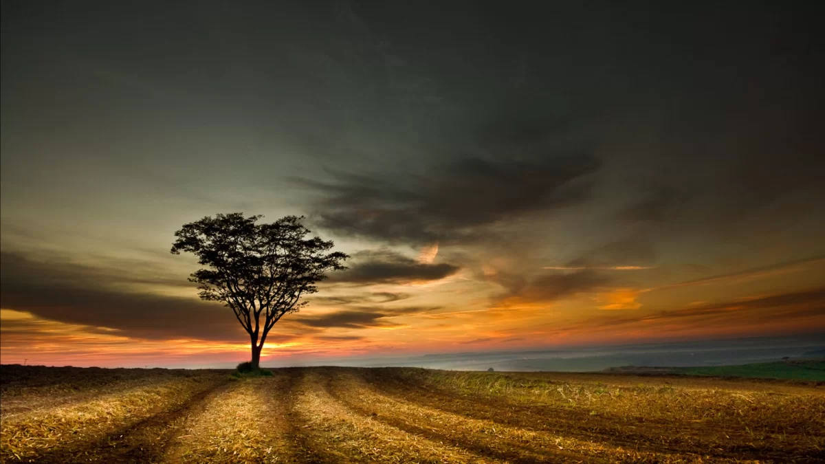 Dramatic-sky-lonely-tree-Dramatic-Images.webp