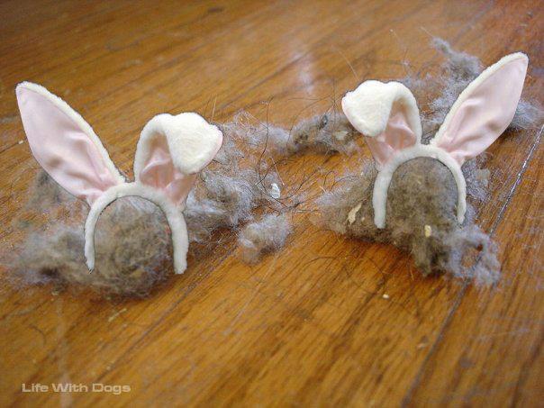 dust-bunnies.jpg