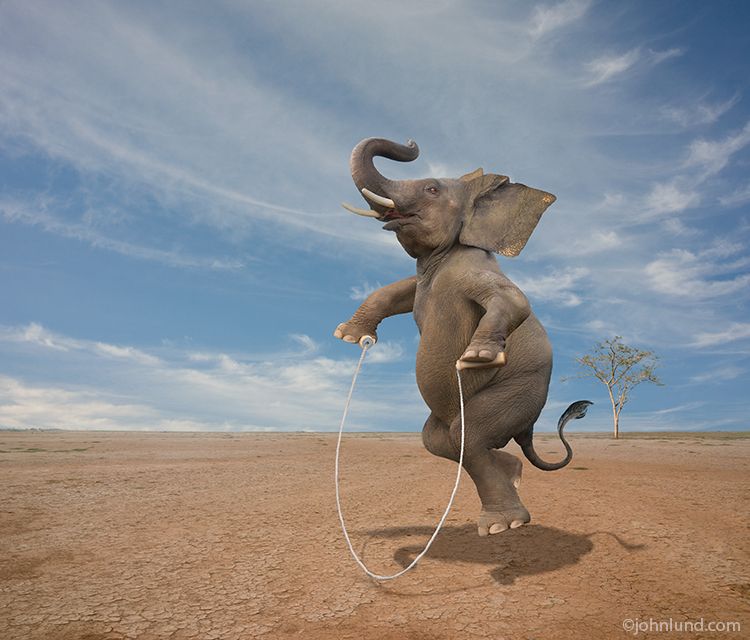 Elephant-Jumping-Rope.jpg