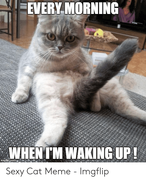 every-morning-whentm-waking-up-imgflip-com-sexy-cat-meme-50315525.png