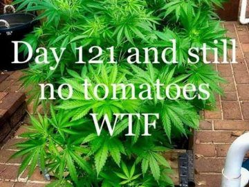 fake-tomatoe-plant-marijuana-360x270.jpg
