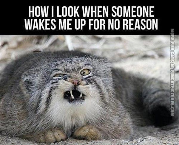 funny-cat-pics-when-someone-wakes-me-up-for-no-reason.jpg