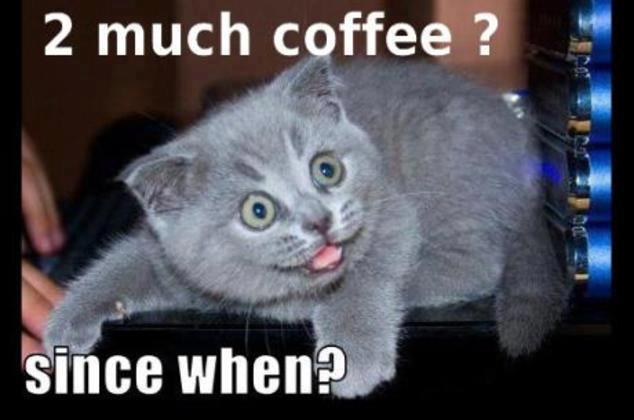 Funny-coffee-cat-picture.jpg