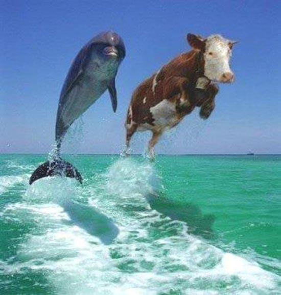 funny-cow-dolphine.jpg
