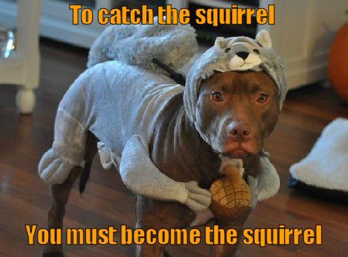 funny-dog-picture-you-must-become-the-squirrel.jpg