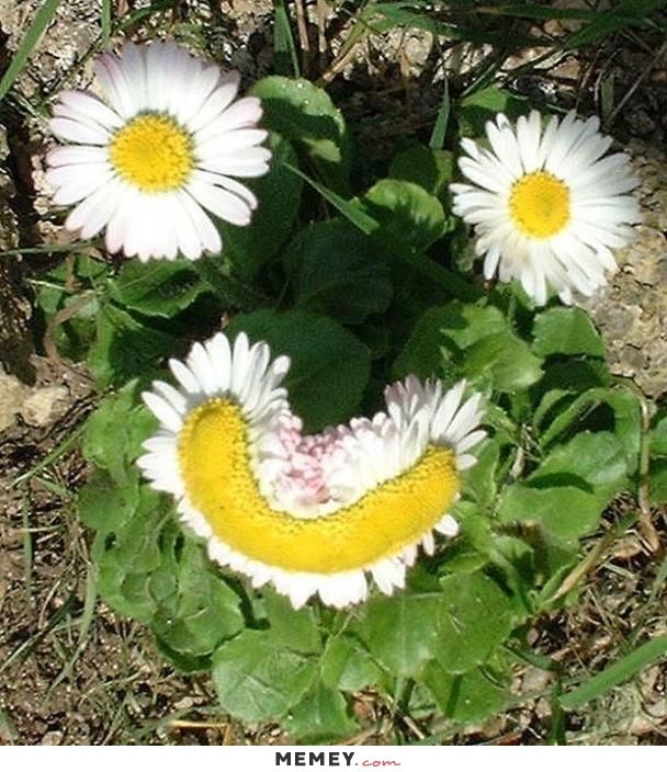 funny-happy-flower-smile.jpg