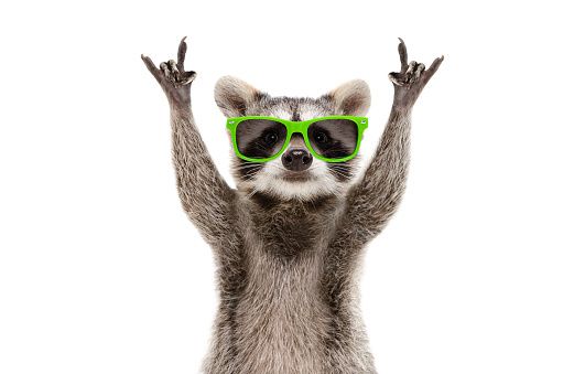 funny-raccoon-in-green-sunglasses-showing-a-rock-gesture-isolated-on-white-background.jpg