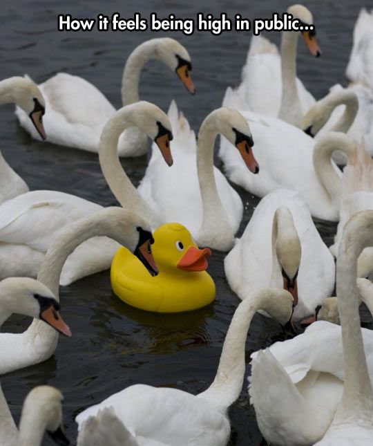 funny-swan-lake-rubber-duck.jpg