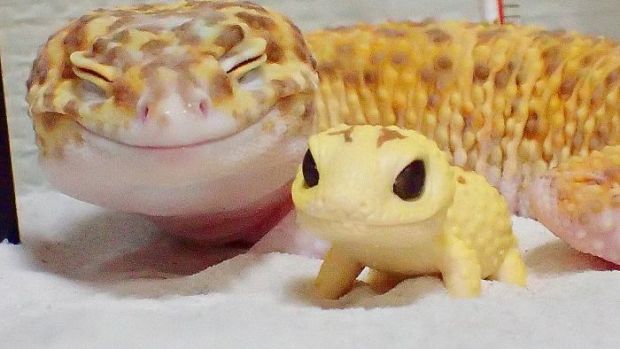 gecko-is-happy-with-miniature-toy-of-himself-1.jpg