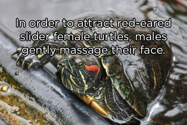 go_into_the_wild_with_these_animal_facts_640_09.jpg