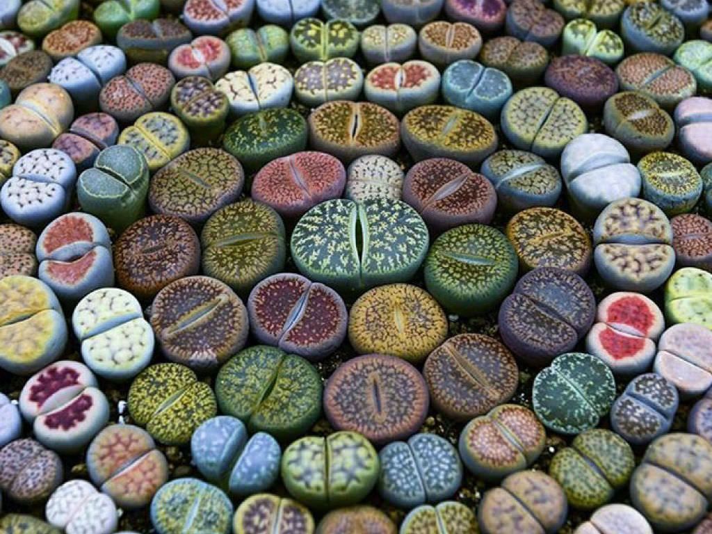 Grow-Lithops-from-Seed.jpg